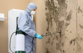  Hampton, IL Mold Removal & Remediation Pros